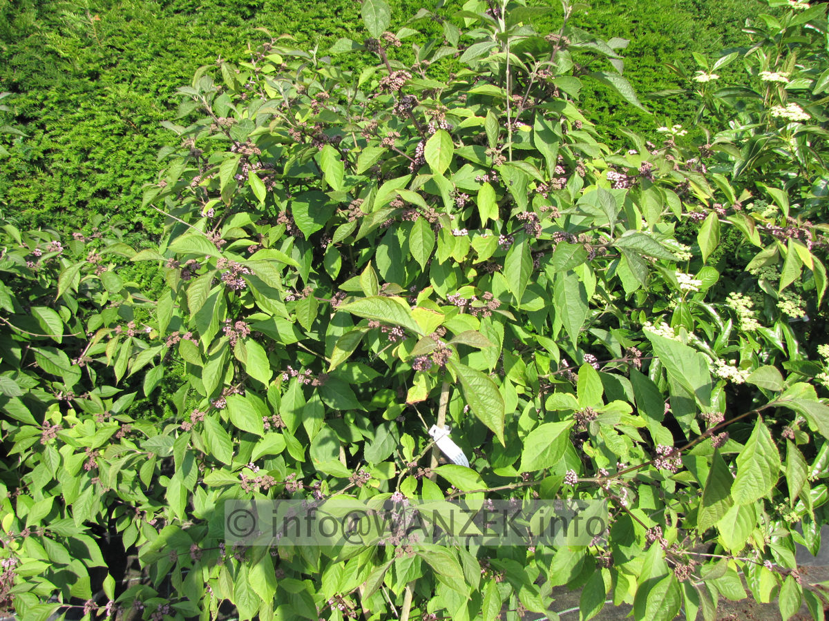 Callicarpa bodinieri Profusion - knospige Bluete.JPG